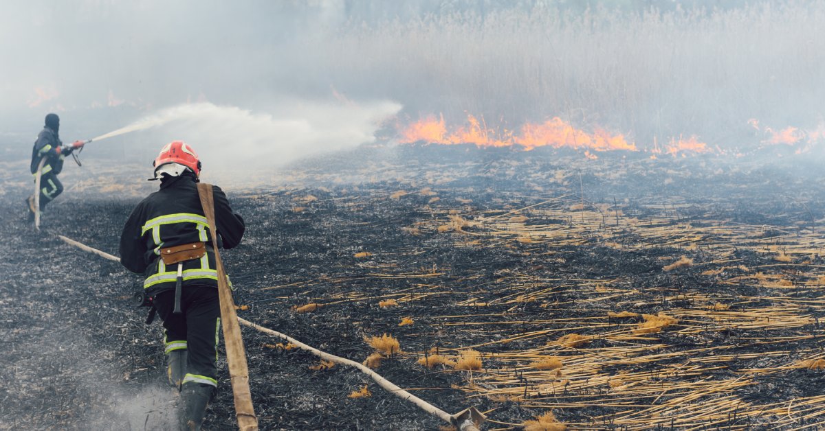 Two firefighters in a forest holding a long hose move close to the fire and spray water at the flames.